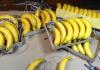 wired_bananas.jpg